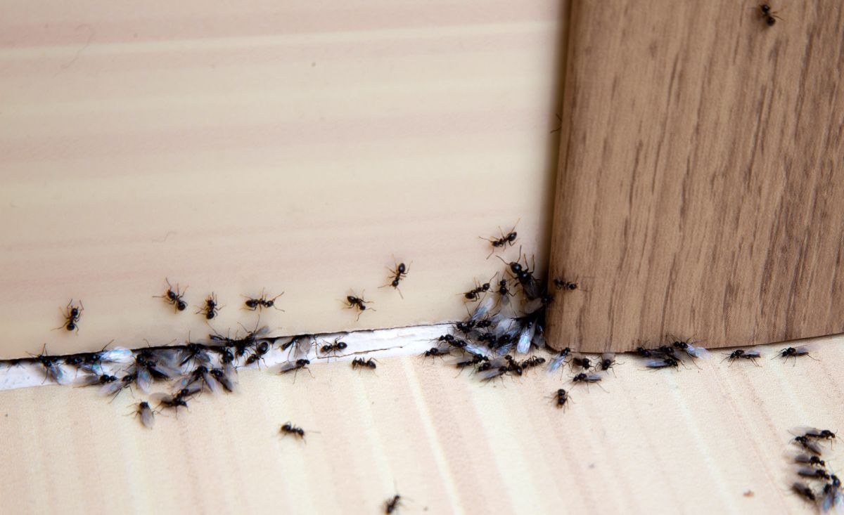 Fourmis intérieur maison