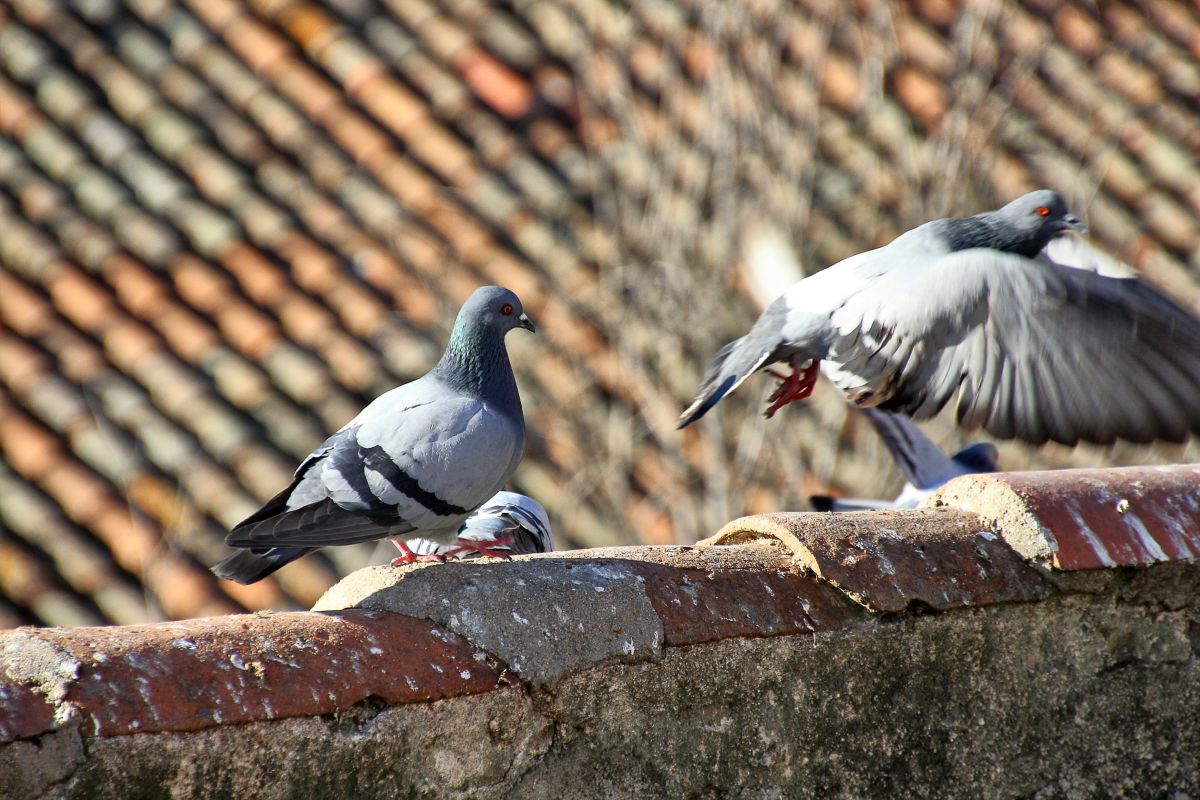 Pigeons sur le toit